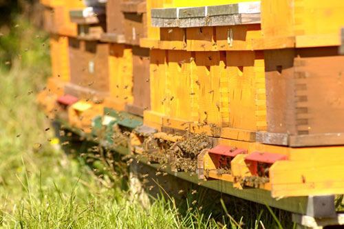 bienenstock.jpg bienenstock.jpg
